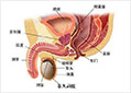 前列腺疾病症状
