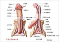 生殖整形科症状