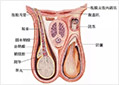 男性不育科症状